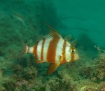 Pagrus auriga; pescado azul