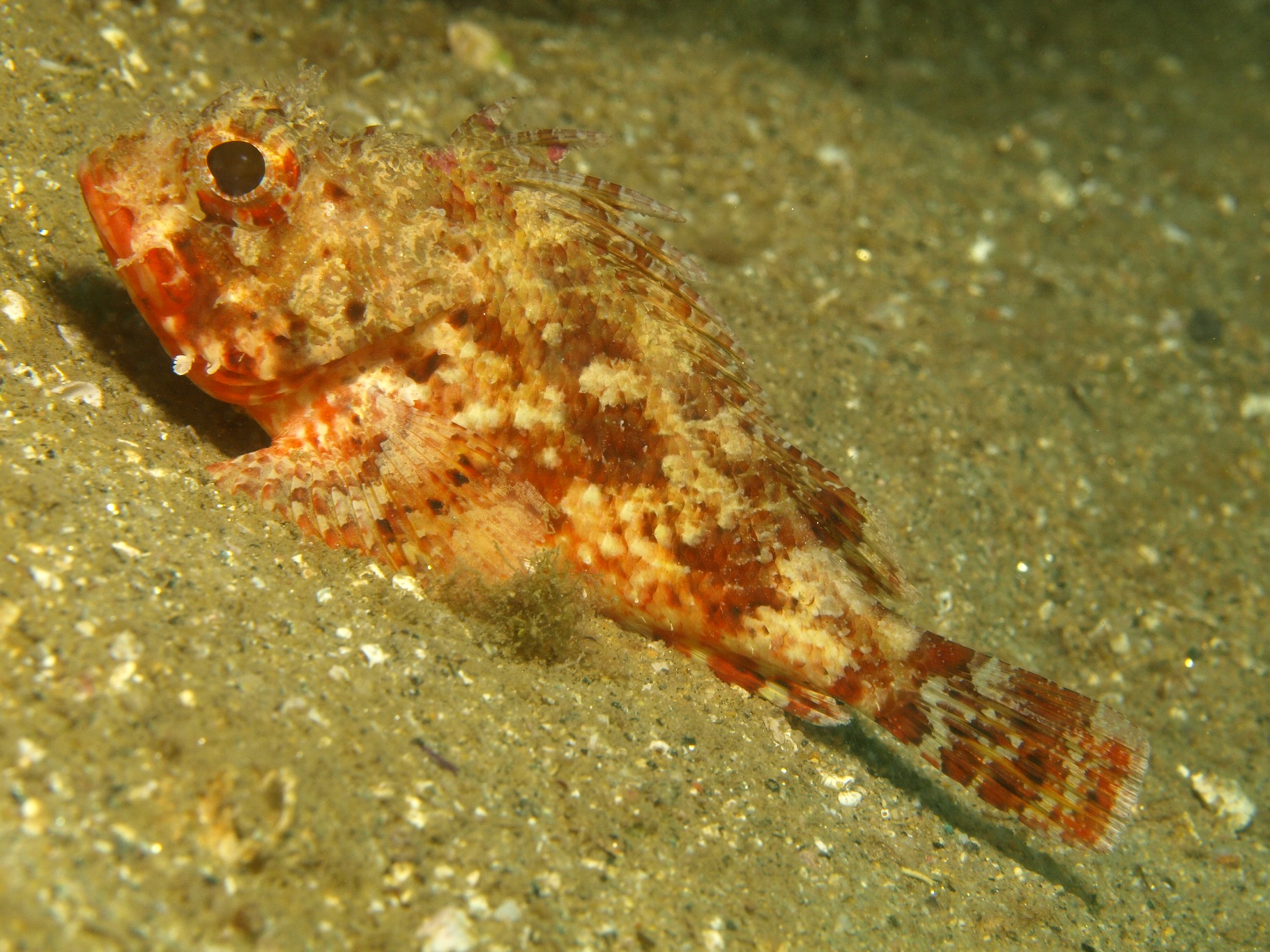 scorpaena notata; pescado blanco