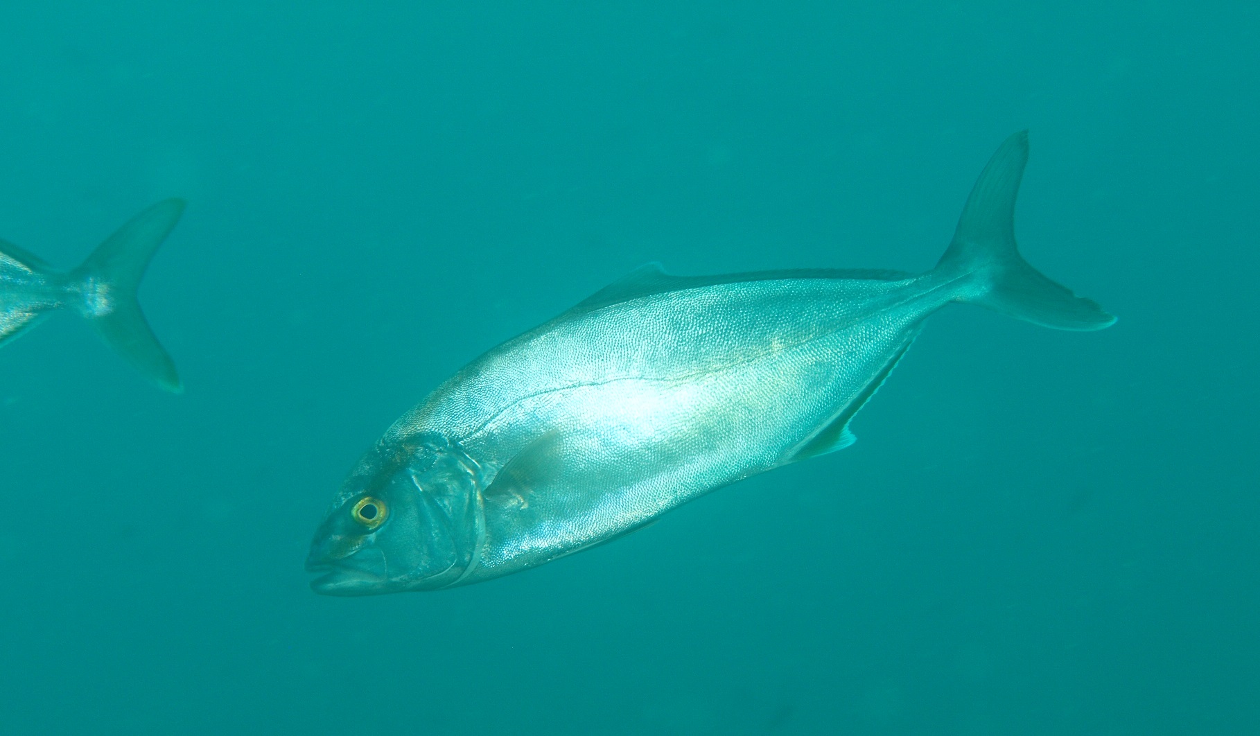 Seriola dumerili; pescado azul