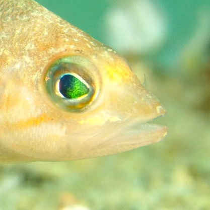 Serranus hepatus; pescado blanco