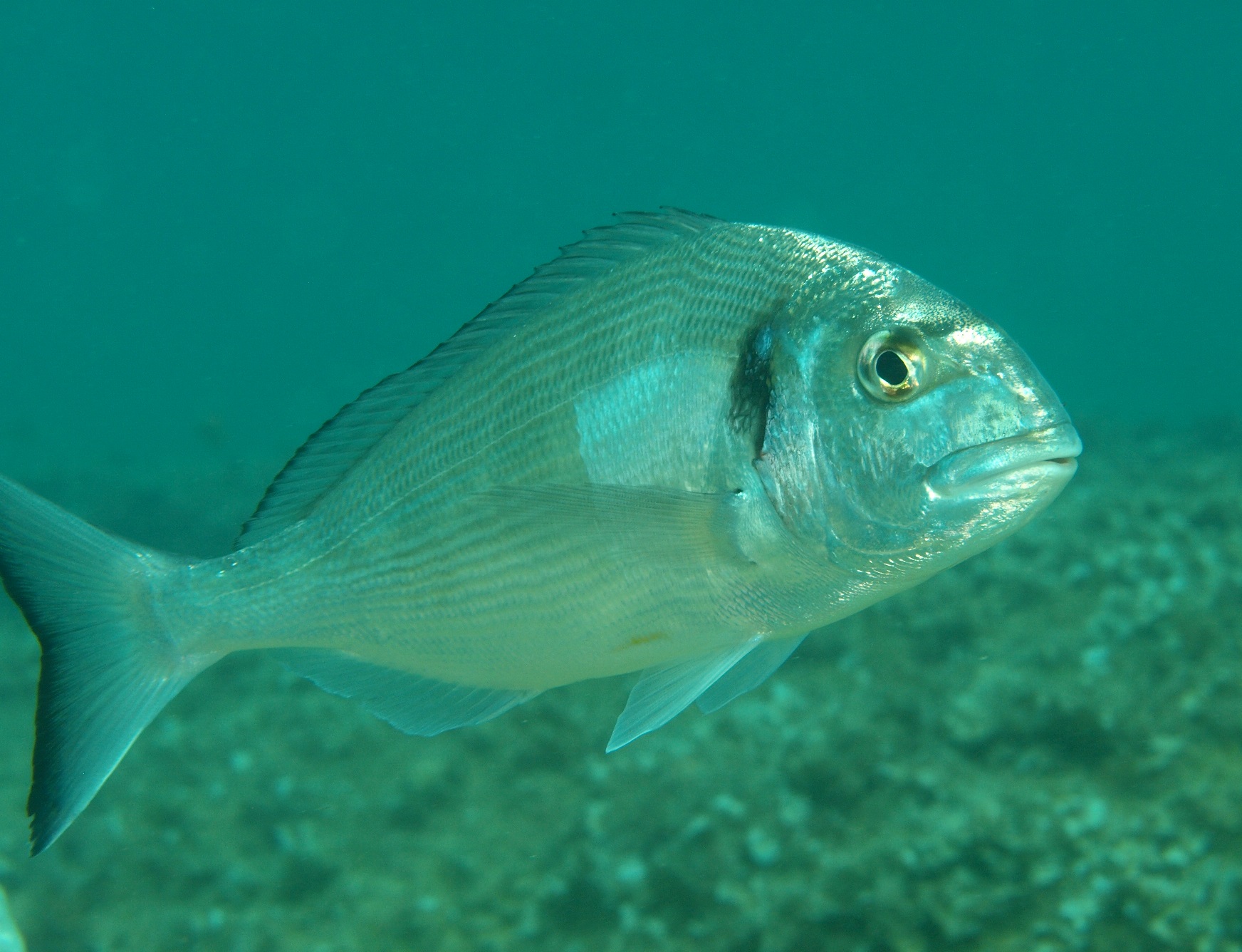 Sparrus aurata; pescado azul