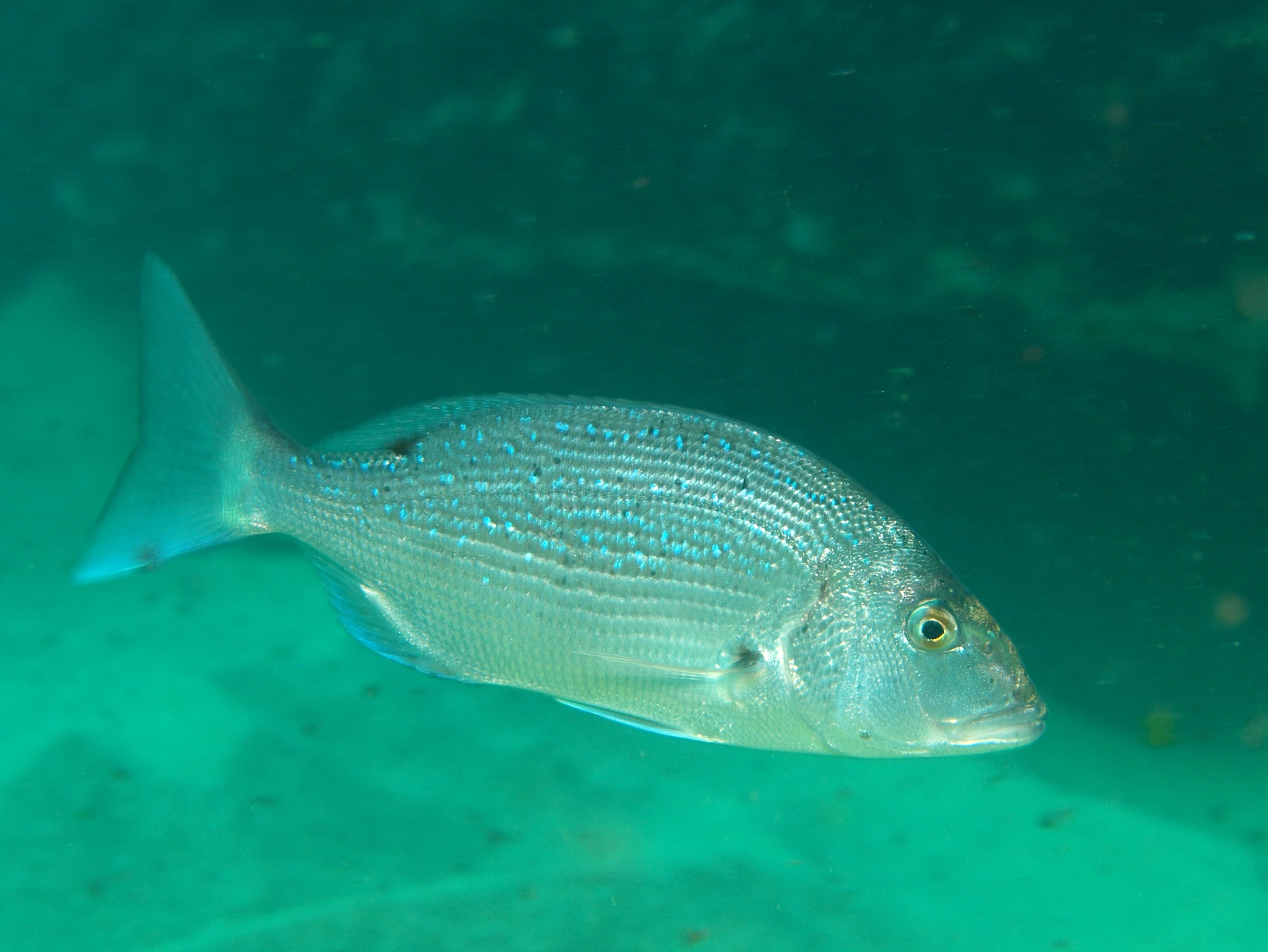 dentex dentex; pescado azul